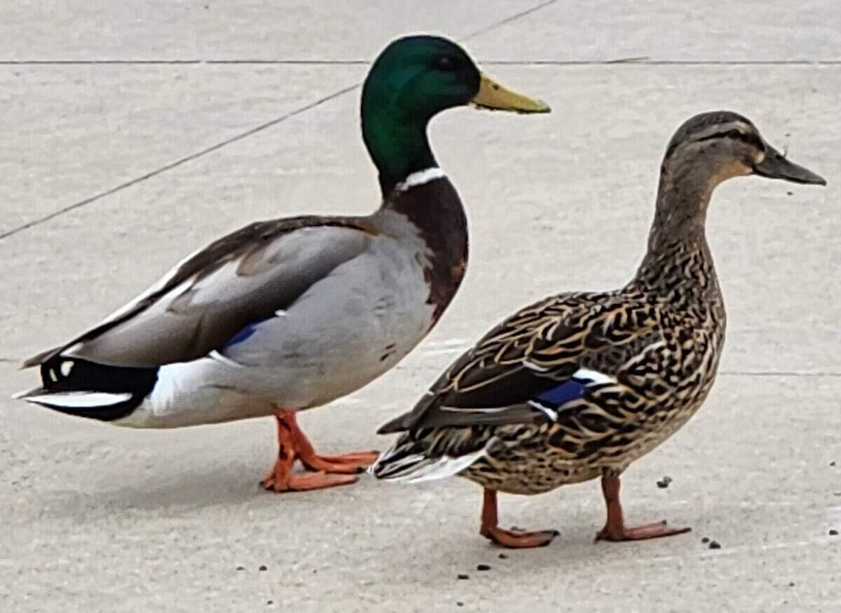 duck pair 2023015 hosp - Winona Journal