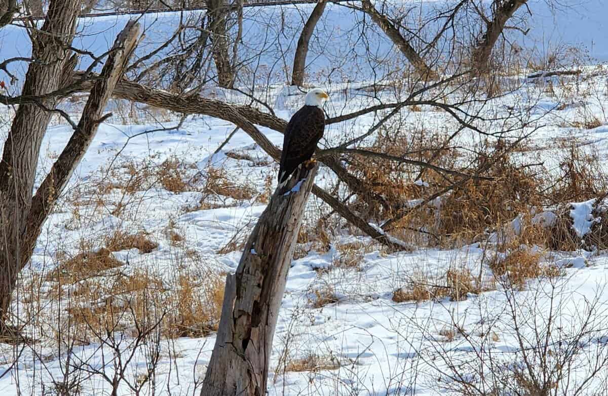 eagle GARVIN BROOK eagle GARVIN BROOK - Winona Journal
