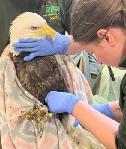 eagle shot near bloomer wi eagle shot near bloomer wi - Winona Journal