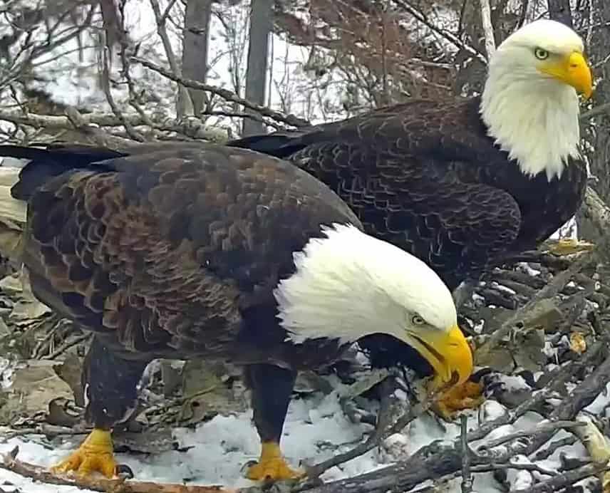 eagoe bald oair A - Winona Journal