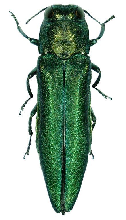 emerald ash birwer emerald ash birwer 1 - Winona Journal