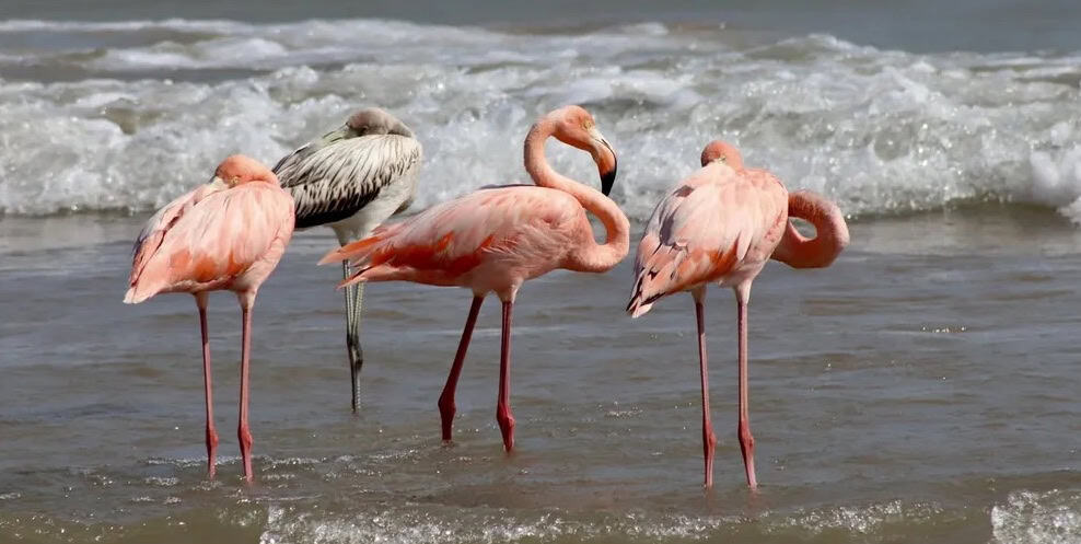 flamingos port washingtn WI 1 - Winona Journal