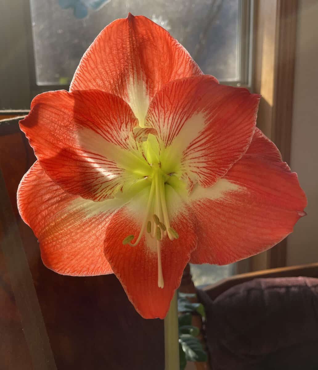 flower AMARYLLIS easter AFRANK