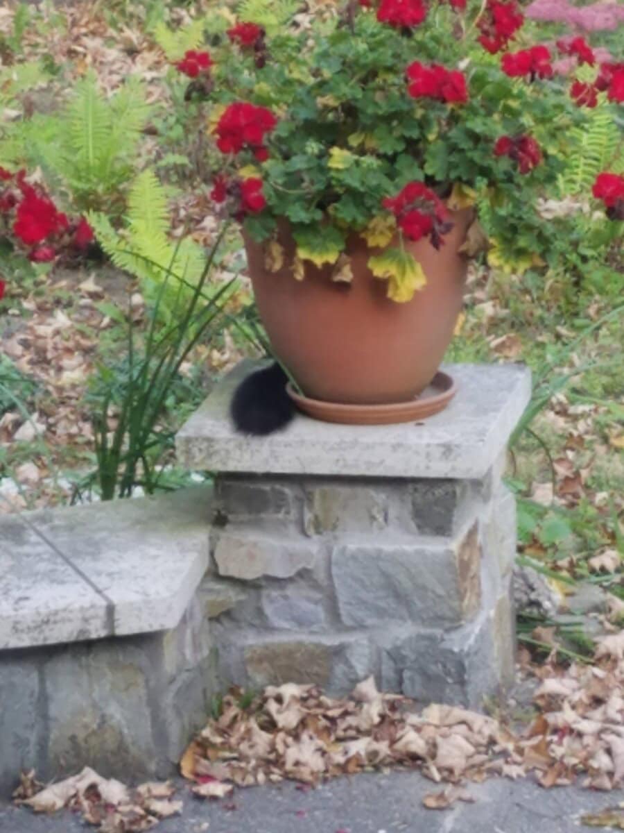 geranium fall geranium fall scaled - Winona Journal
