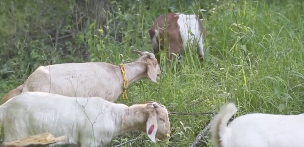 goats grazing on buckhorn goats grazing on buckhorn - Winona Journal