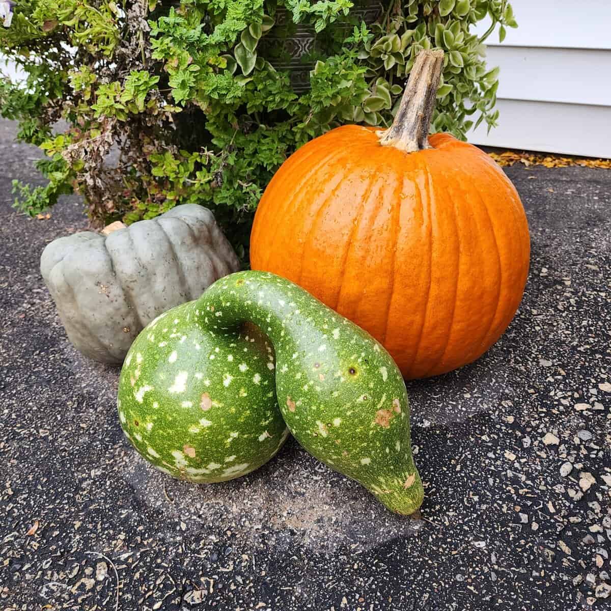gourd gourd scaled - Winona Journal