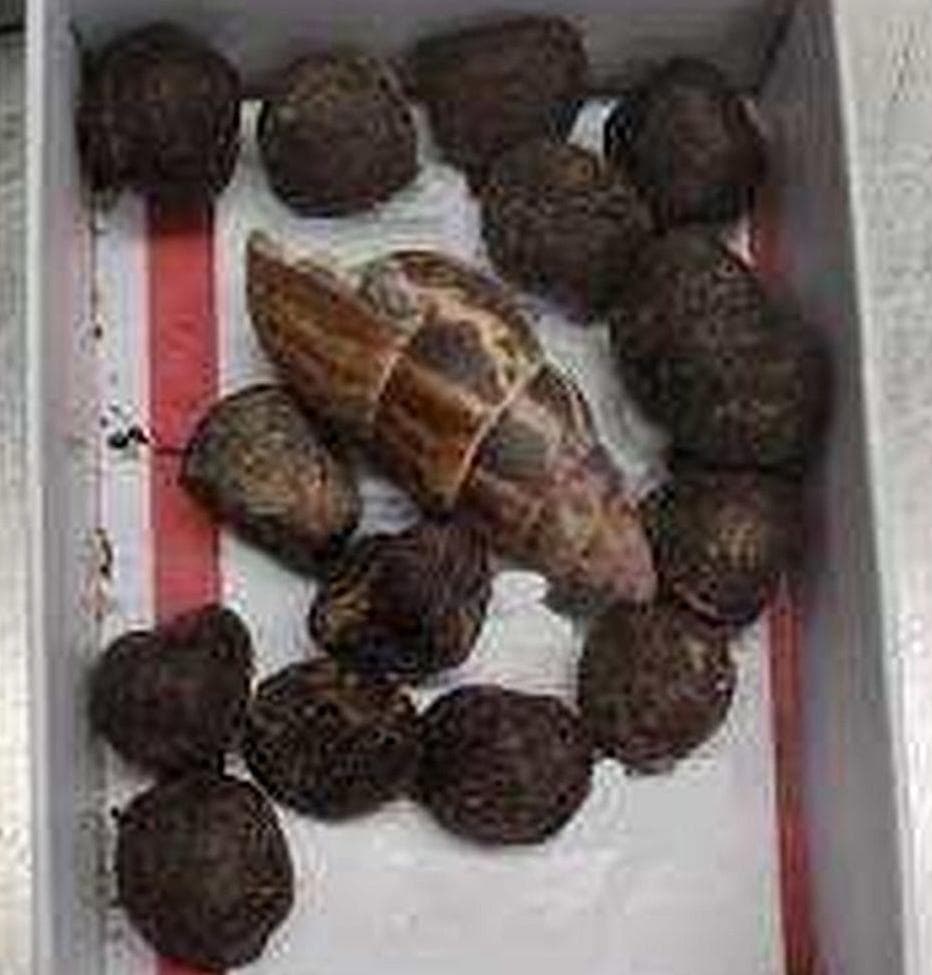 guraffe turds guraffe turds - Winona Journal