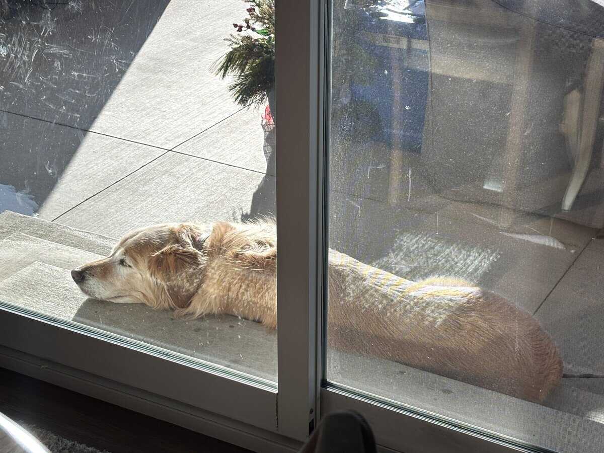 holly in sun