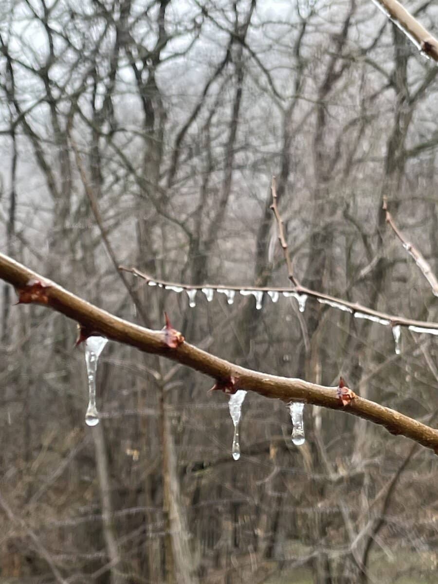 ice drppg ff brancheds 2026-04-02