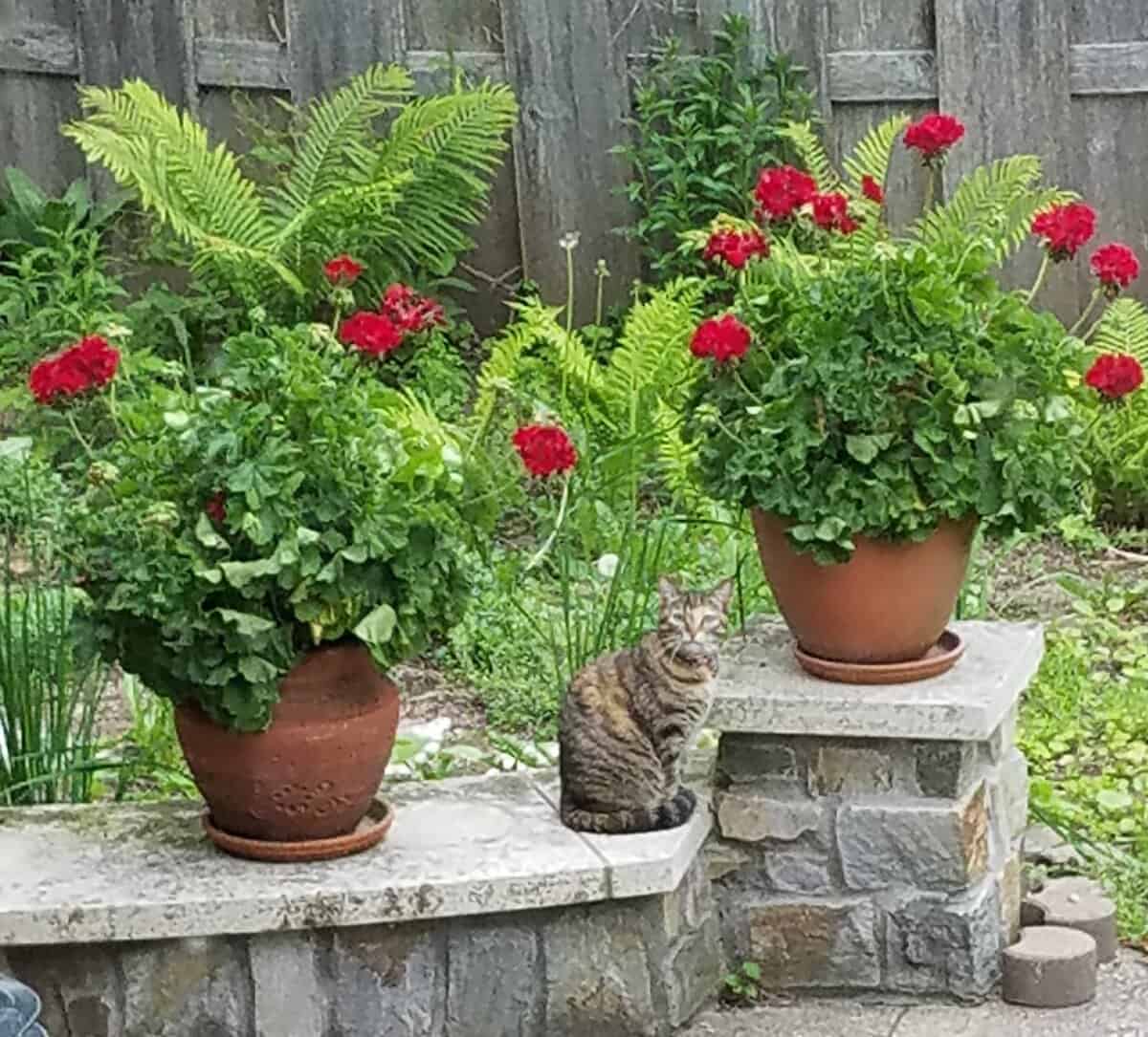 kitten amid geraniums kitten amid geraniums - Winona Journal