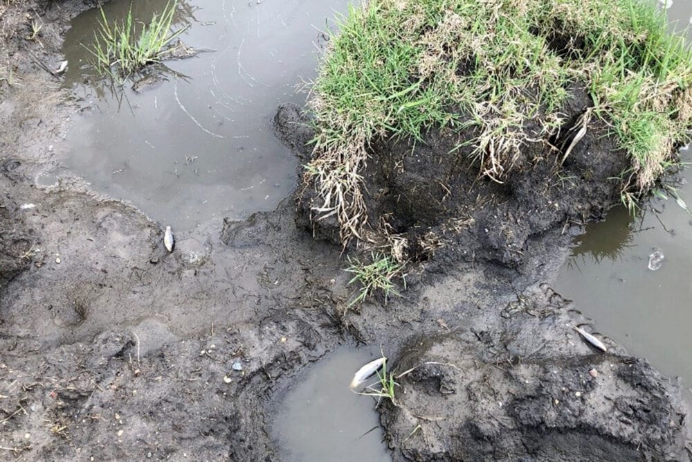 manure-spill-e1680296677589 manure spill e1680296677589 - Winona Journal