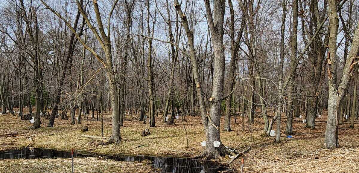 maple black sap AMISH taylor wi maple black sap AMISH taylor wi scaled - Winona Journal
