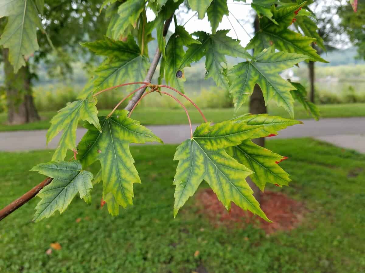 maple leaf lake park maple leaf lake park scaled - Winona Journal