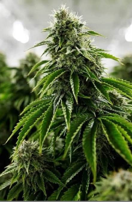 marijuana