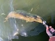 miskie 35lb msp miskie 35lb msp - Winona Journal