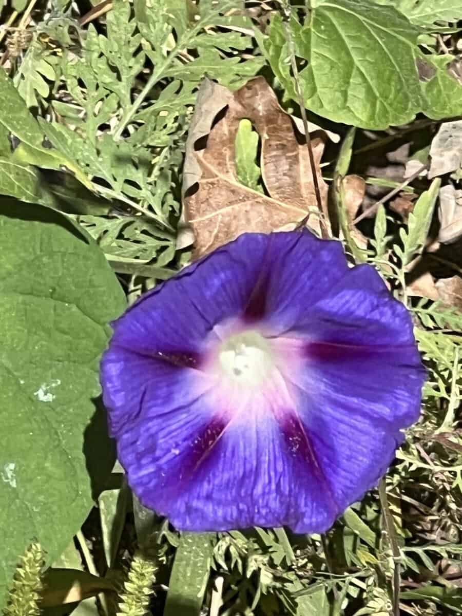 morning glory EAST BURNS VALLY morning glory EAST BURNS VALLY scaled - Winona Journal