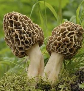 Common morel fungus growing in the forest mushroom morel - Winona Journal