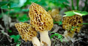 mushrooms morel mushrooms morel - Winona Journal