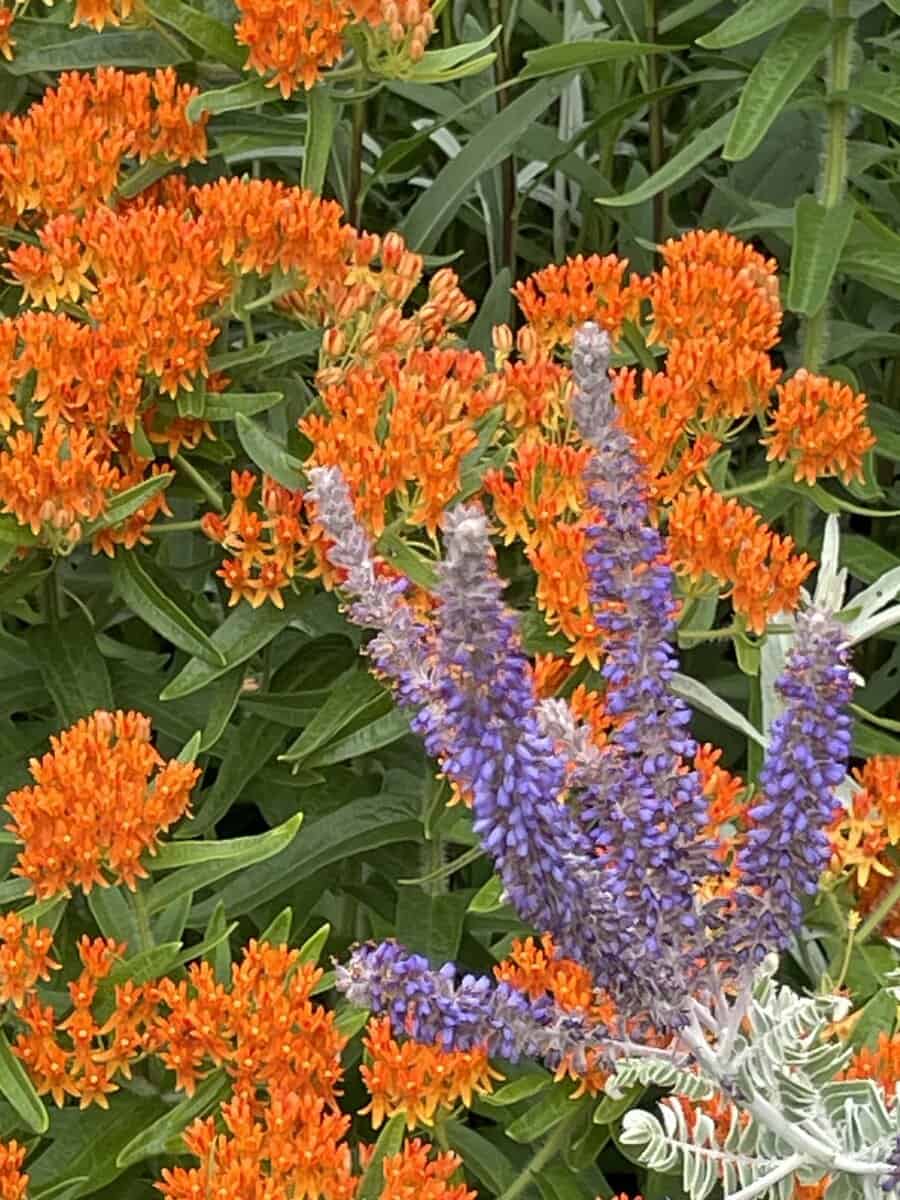 orange bhtterflybolanr scaled - Winona Journal