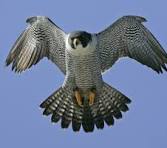 peregrin falcon peregrin falcon - Winona Journal