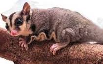 possum possum - Winona Journal
