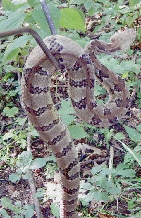rattlesnake kn hook copy rattlesnake kn hook copy - Winona Journal