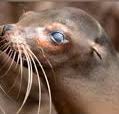 seal sealia como park zoo 2022 dies seal sealia como park zoo 2022 dies - Winona Journal
