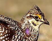 sharp tailed grouse sharp tailed grouse - Winona Journal
