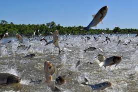 silver carp 2 - Winona Journal