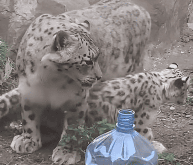 snow leopard COMO zoo Willow - Winona Journal