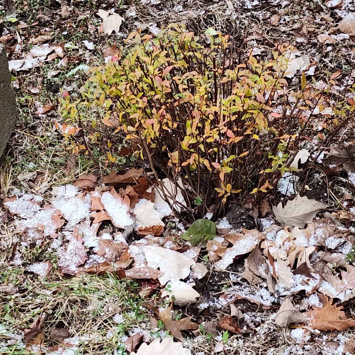 spirea kn snoe scaled - Winona Journal