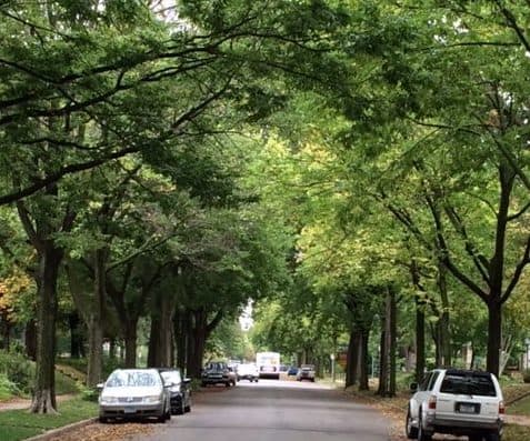 tree-lined steret tree lined steret - Winona Journal