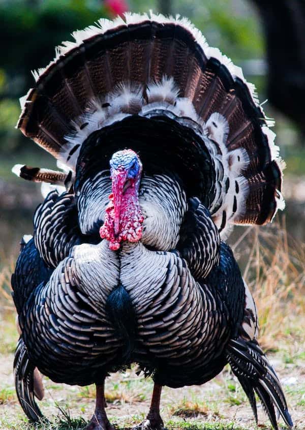 turkey turkey - Winona Journal