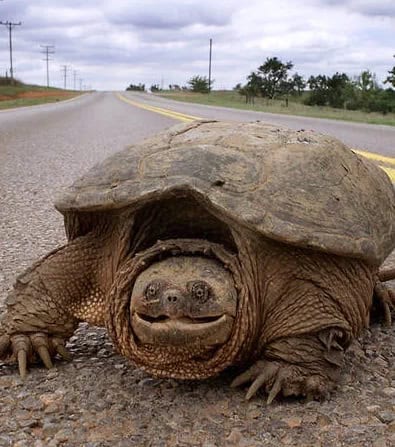 turtle crossing road