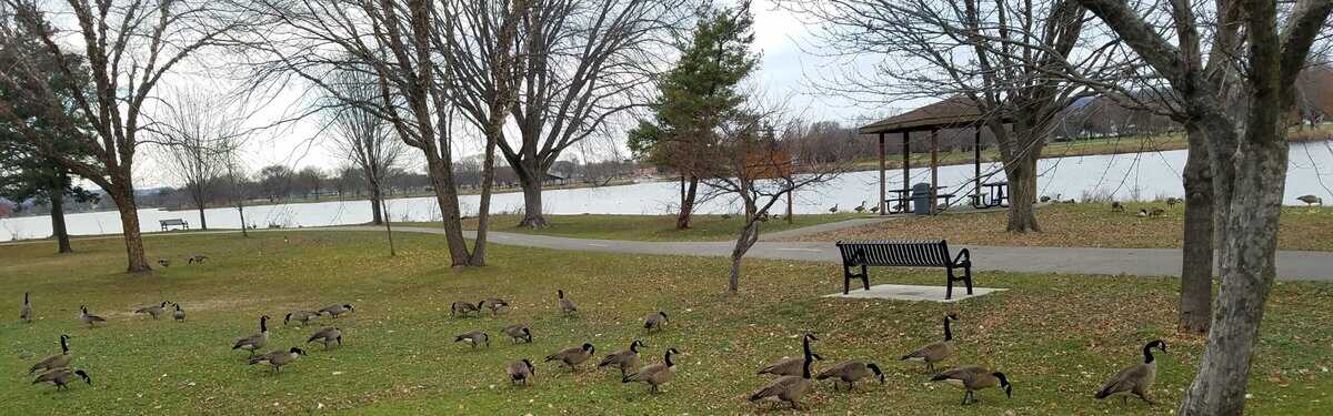wna lake geese in wjngtr residence