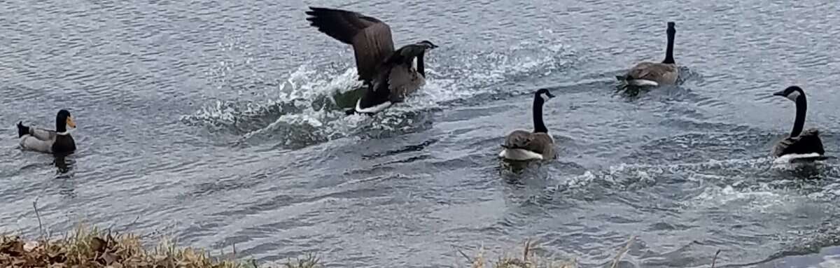 wna lake geese watr landg - Winona Journal