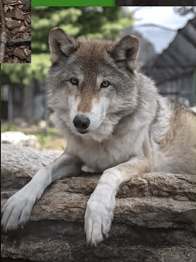 wolf zollman zoo 2022 wolf zollman zoo 2022 - Winona Journal