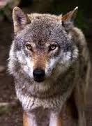 wolf